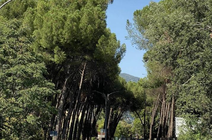 Le foreste di città